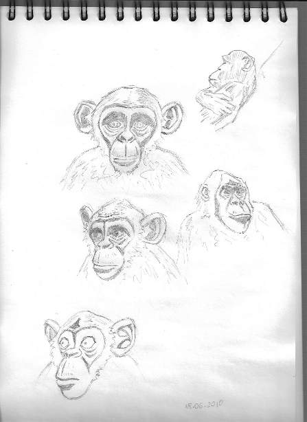 Des singes